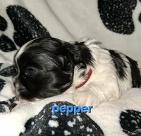 Pepper, a female Shih Tzu for sale in Gloucester City, NJ – 3 of 3