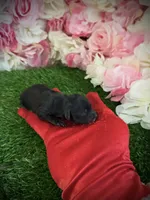 Rupee, a male Yorkipoo for sale in Pennsauken, NJ – 4 of 6
