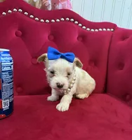 Mango , a male Yorkshire Terrier for sale in Gloucester City, NJ – 5 of 8