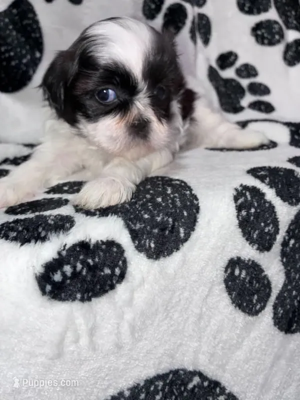 Paprika – Shih Tzu puppy for sale in Gloucester City, NJ
