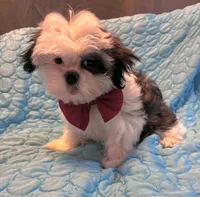 Princess, a female Shih Tzu for sale in Gloucester City, NJ – 4 of 8