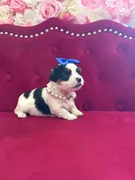 Bentley, a male Yorkshire Terrier and Morkie for sale in Pennsauken, NJ – 1 of 7