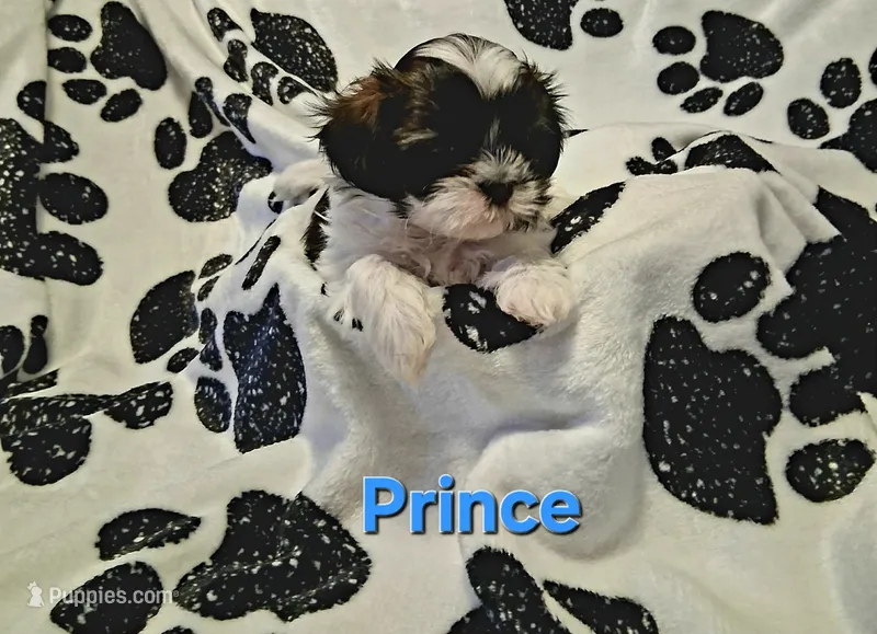 Prince  – Shih Tzu puppy for sale in Gloucester City, NJ