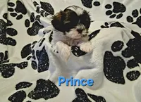 Prince , a male Shih Tzu for sale in Gloucester City, NJ – 1 of 8