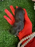 Peso , a male Yorkipoo for sale in Pennsauken, NJ – 6 of 7