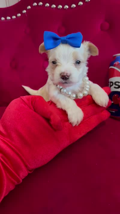 Mango , a male Yorkshire Terrier for sale in Gloucester City, NJ – 7 of 8