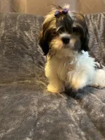 Prince , a male Shih Tzu for sale in Gloucester City, NJ – 4 of 10