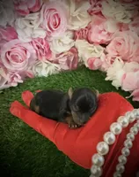 Dale, a male Yorkshire Terrier for sale in Pennsauken, NJ – 5 of 7