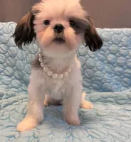Princess, a female Shih Tzu for sale in Pennsauken, NJ – 3 of 10