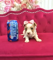 Kiwi , a female Yorkshire Terrier for sale in Gloucester City, NJ – 5 of 9