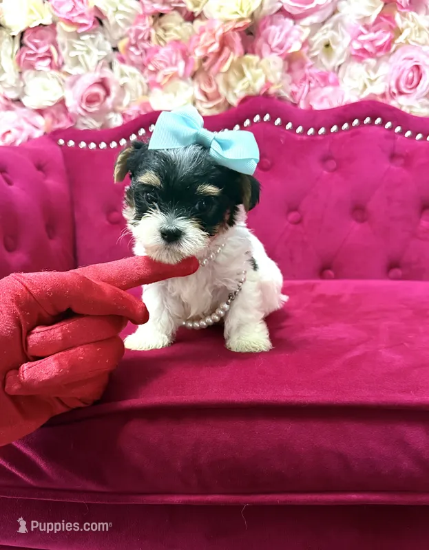 Benz – Yorkshire Terrier, Morkie puppy for sale in Pennsauken, NJ
