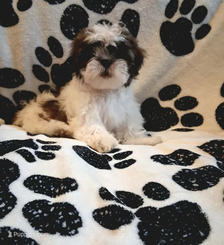 Nutmeg – Shih Tzu puppy for sale in Gloucester City, NJ