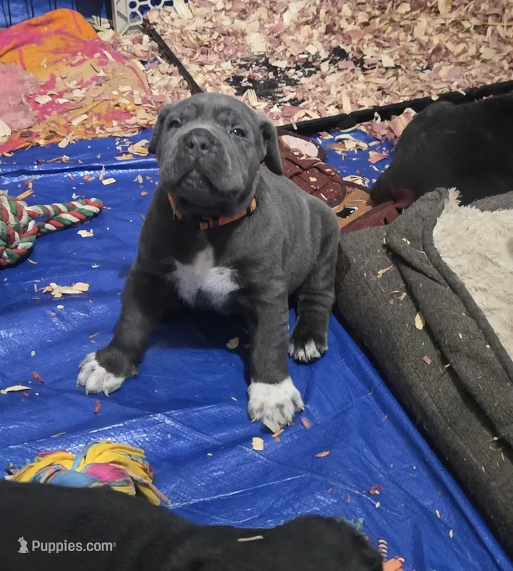 Zues  – Cane Corso puppy for sale in Pennsauken, NJ