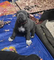 Zues , a male Cane Corso for sale in Pennsauken, NJ – 1 of 1