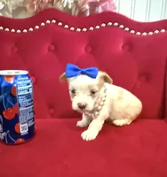 Mango , a male Yorkshire Terrier for sale in Gloucester City, NJ – 4 of 8