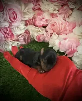Dale, a male Yorkshire Terrier for sale in Pennsauken, NJ – 3 of 7