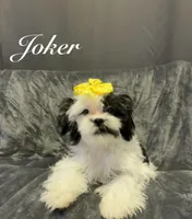 Joker, a female Lhasa Apso and Shih Tzu for sale in Gloucester City, NJ – Photo 1 of 9