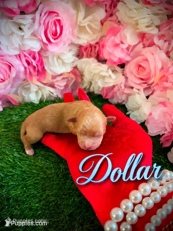 Dollar – Yorkipoo puppy for sale in Pennsauken, NJ