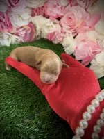 Dollar, a male Yorkipoo for sale in Pennsauken, NJ – 4 of 4