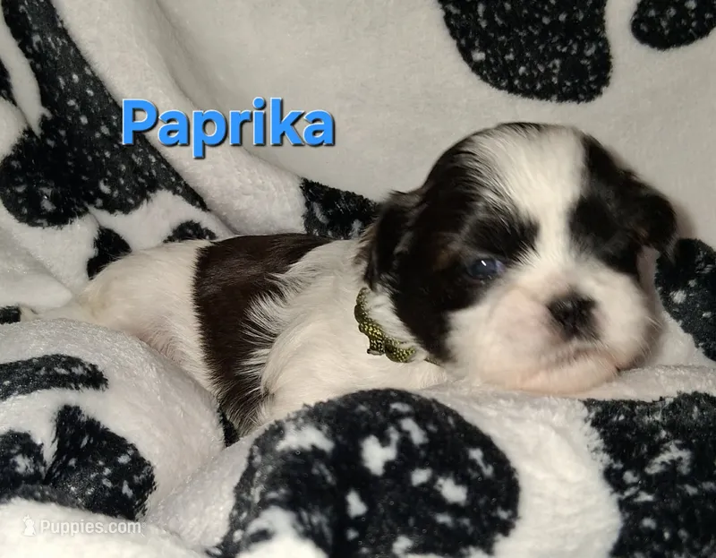 Paprika – Shih Tzu puppy for sale in Gloucester City, NJ