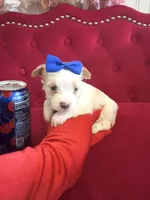 Mango , a male Yorkshire Terrier for sale in Gloucester City, NJ – 3 of 8