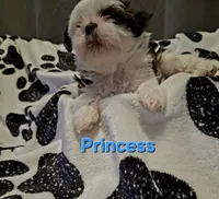 Princess, a female Shih Tzu for sale in Gloucester City, NJ – 4 of 8