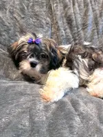 Prince , a male Shih Tzu for sale in Gloucester City, NJ – 2 of 10