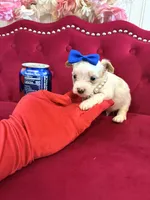 Mango , a male Yorkshire Terrier for sale in Gloucester City, NJ – 1 of 8