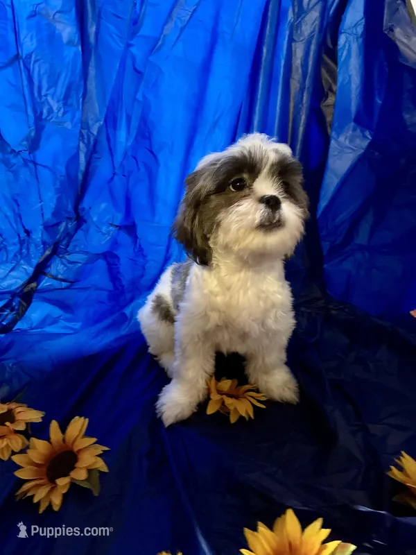 Cinnamon  – Shih Tzu puppy for sale in Pennsauken, NJ