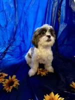 Cinnamon , a female Shih Tzu for sale in Pennsauken, NJ – 3 of 10