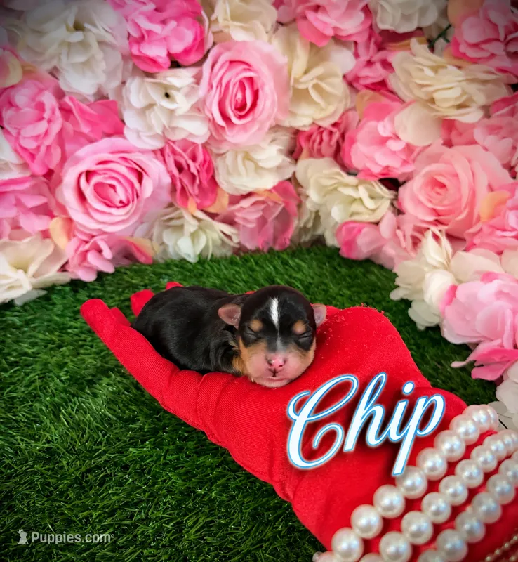 Chip – Yorkshire Terrier puppy for sale in Pennsauken, NJ