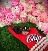 Chip, a male Yorkshire Terrier for sale in Pennsauken, NJ – 1 of 5