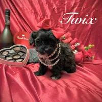 Twix, a male Yorkipoo for sale in Gloucester City, NJ – Photo 6 of 10