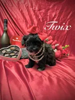 Twix, a male Yorkipoo for sale in Gloucester City, NJ – Photo 3 of 10