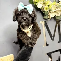 Twix, a male Yorkipoo for sale in Gloucester City, NJ – Photo 5 of 10