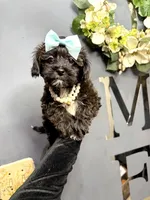 Twix, a male Yorkipoo for sale in Gloucester City, NJ – Photo 2 of 10