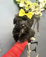 Twix, a male Yorkipoo for sale in Gloucester City, NJ – Photo 3 of 10