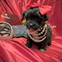 Twix, a male Yorkipoo for sale in Gloucester City, NJ – Photo 8 of 10