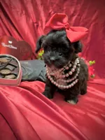 Twix, a male Yorkipoo for sale in Gloucester City, NJ – Photo 5 of 10