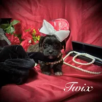 Twix, a male Yorkipoo for sale in Gloucester City, NJ – Photo 10 of 10