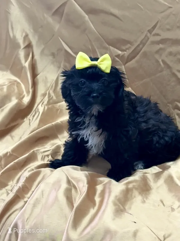 Twix – Yorkipoo puppy for sale in Gloucester City, NJ