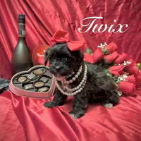 Twix, a male Yorkipoo for sale in Gloucester City, NJ – Photo 7 of 10