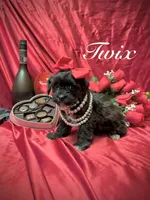 Twix, a male Yorkipoo for sale in Gloucester City, NJ – Photo 4 of 10