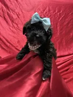 Twix, a male Yorkipoo for sale in Gloucester City, NJ – Photo 1 of 10