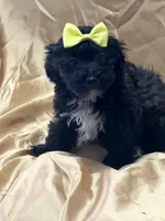 Twix, a male Yorkipoo for sale in Gloucester City, NJ – Photo 2 of 10