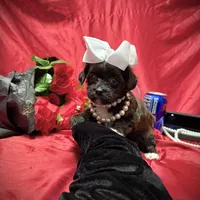 Twix, a male Yorkipoo for sale in Gloucester City, NJ – Photo 9 of 10