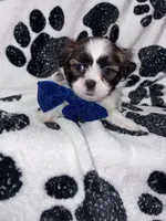 Nutmeg, a male Shih Tzu for sale in Gloucester City, NJ – 2 of 6