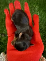 Dale, a male Yorkshire Terrier for sale in Pennsauken, NJ – 2 of 7