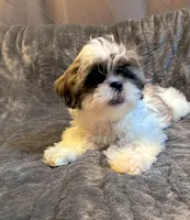 Cinnamon , a female Shih Tzu for sale in Pennsauken, NJ – 2 of 10