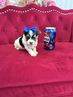 Banana , a male Yorkshire Terrier for sale in Gloucester City, NJ – 4 of 6